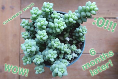 My burro's tail propagation gang 6 months later! (before pic in comments) : r/succulents