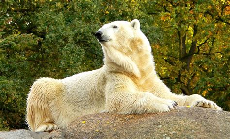 Berlin Zoological Garden | Discover Animals