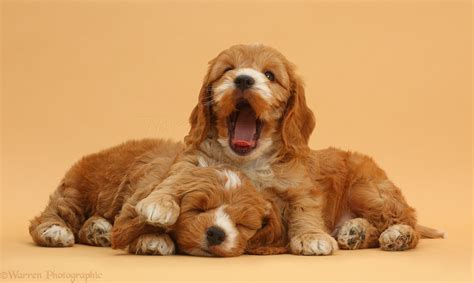 Dogs: Cute Cockapoo puppies sleeping photo WP42767