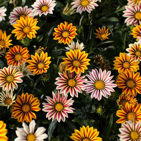 Plant for August | Gazania - Cultivation Street