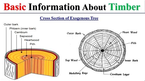 Cross section of Tree || Timber || Structure of timber - YouTube