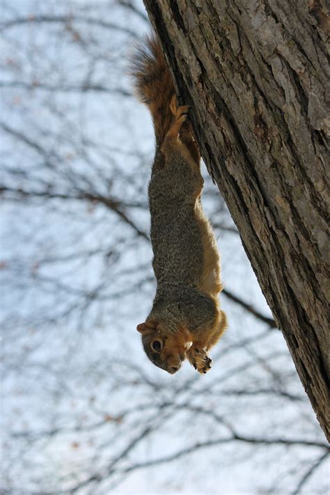 188/365/2014 (December 16, 2013) - Squirrel in the Snow at… | Flickr