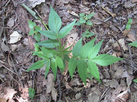 Tree-of-Heaven Seedling | Go Native Long Island