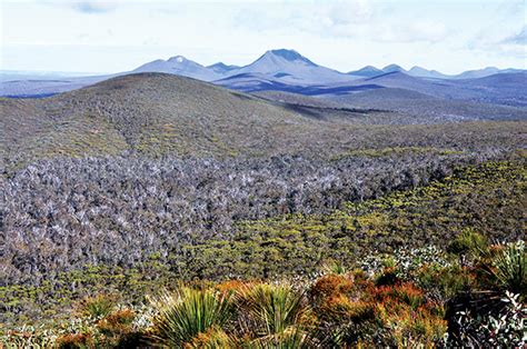 Fossil leaves provide clues to ancient Australian habitat