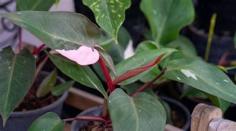 Why Does My Philodendron Pink Princess Have Such Low Variegation And What Can I Do About It ...