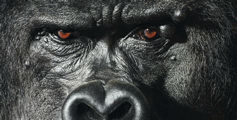 Gorilla's face close up | Animal photography, Pet portraits photography, Pet portraits