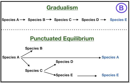 Evaluating Punctuated Equilibrium & Gradualism within Evolution ...