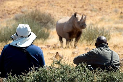 Experience Tracking Desert Black Rhino In Nambia | Art Of Safari