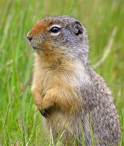 Gopher | Ground squirrel, Cute animals, Animals of the world