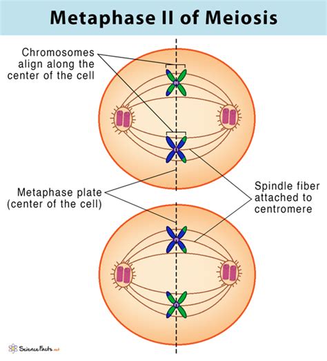 Meiosis: Definition, Stages, & Purpose with Diagram