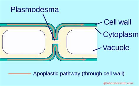 Vacuolar Pathway