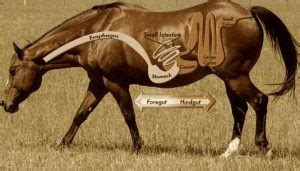 Colic – Best Horse Practices