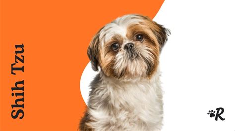 Shih Tzu Dog Facts: Grooming, Puppies & Training - YouTube