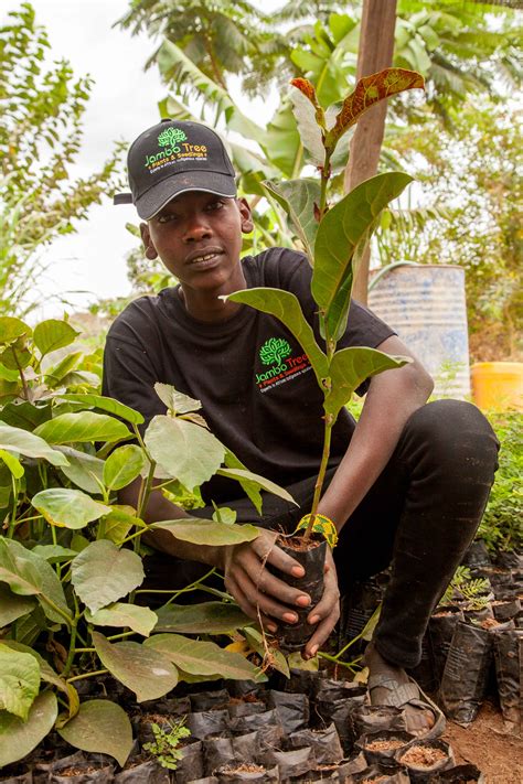 Jambo Tree Kenya - Worldwide Exporters of African Trees, fruits & vegetables