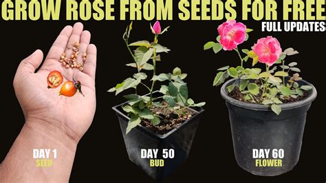 How To Grow Rose From Seed | SEED TO FLOWER - GardenInBloom.com