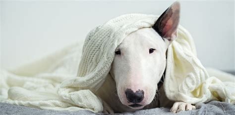 7 Ways to Help Calm Your Dog During a Thunderstorm - Canine Campus Dog ...