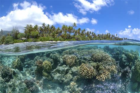 Types of Coral Reefs | Coral Reef Alliance