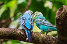 Kissing Parakeets Free Stock Photo - Public Domain Pictures