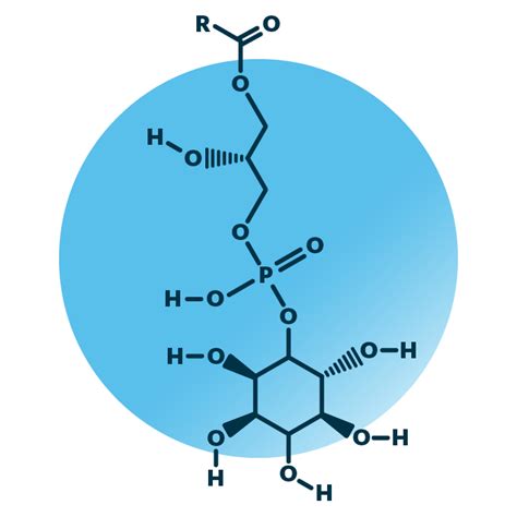 Lyso-phosphatidyl-inositol Analysis | Lipid Analysis | Lipotype GmbH