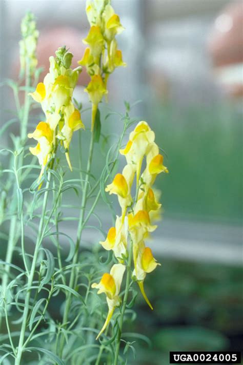 yellow toadflax (Linaria vulgaris)