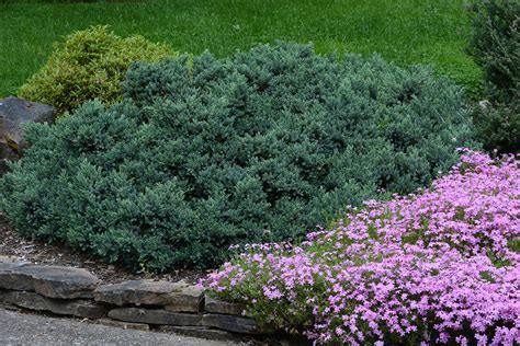 Juniperus squamata 'Blue Star' | Landscape Plants | Oregon State University