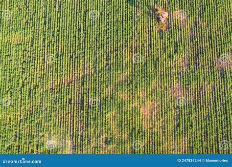 Sugarcane Crop Harvesting For Processing Royalty-Free Stock Photography ...