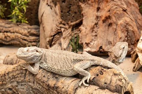 Bearded Dragon Habitat: 7 Tips To Setup The Best Enclosure