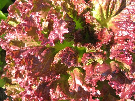 Lettuce varieties – Sustainable Market Farming