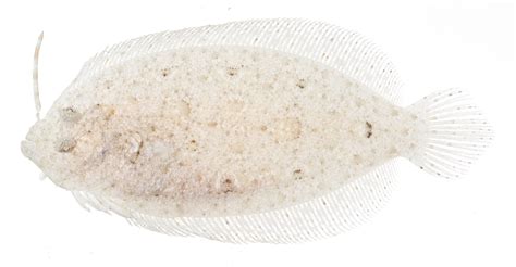 Flatfish Facts, Health Benefits and Nutritional Value