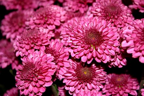 Magenta Hot Pink Chrysanthemums Close Up Picture | Free Photograph ...