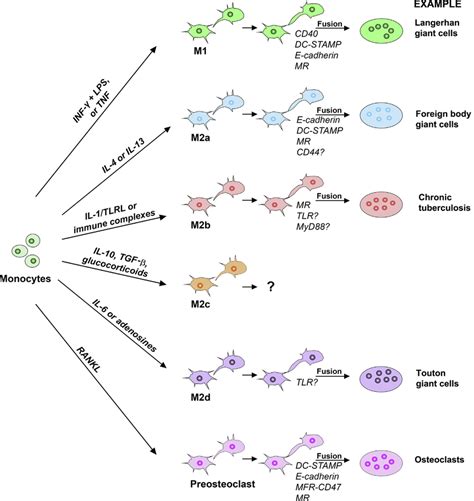 Formation of multinucleated giant cells (MGCs) from various types of... | Download Scientific ...