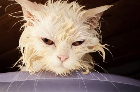 The Best Treatment for Lice on Cats | Cuteness