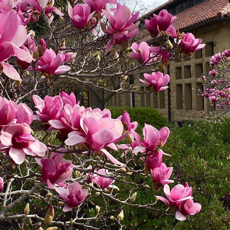 Magnolia × soulangeana, saucer magnolia | Trees of Stanford & Environs