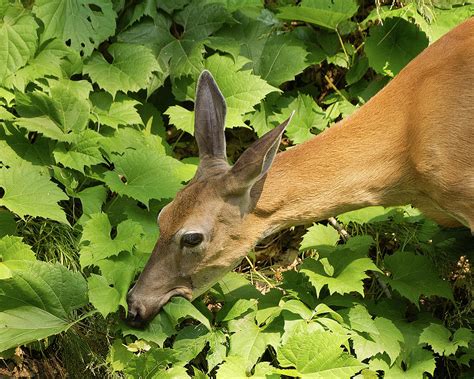 Deer eating leaves Photograph by Deborah Ritch - Fine Art America