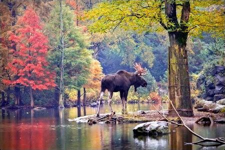 Moose in Forest - Other & Animals Background Wallpapers on Desktop Nexus (Image 504910)