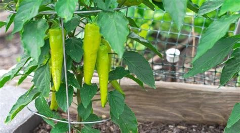 46 Types of Sweet Peppers to Grow This Season