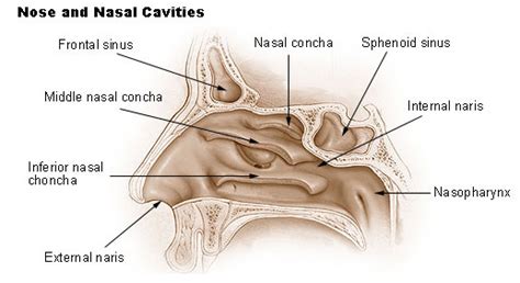 Nose, Nasal Cavities, & Paranasal Sinuses | SEER Training