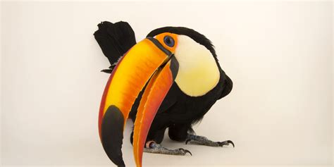 Toucan Beak Color