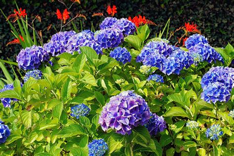 When To Prune Hydrangeas - The Complete Pruning Guide