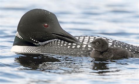 Top Flight Nature Photography: Loons and lots more; Lac le Jeune, Briitsh Columbia