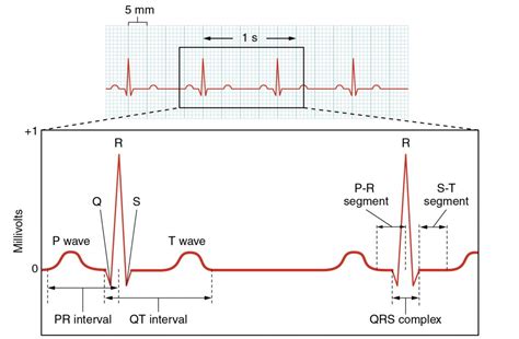 Assessment of Cardiovascular Function – A Mixed Course-Based Research Approach to Human Physiology