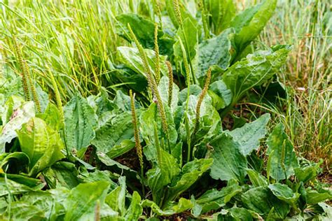 Plantain: The Overlooked Medicinal Weed | Garden Culture Magazine