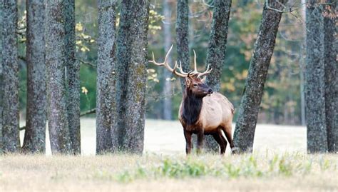 Where to See Elk in Arkansas | Buffalo Outdoor Center