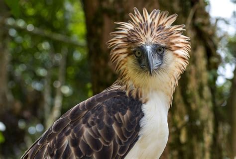 Empowering Communities to Save the Philippine Eagle – Rainforest Trust