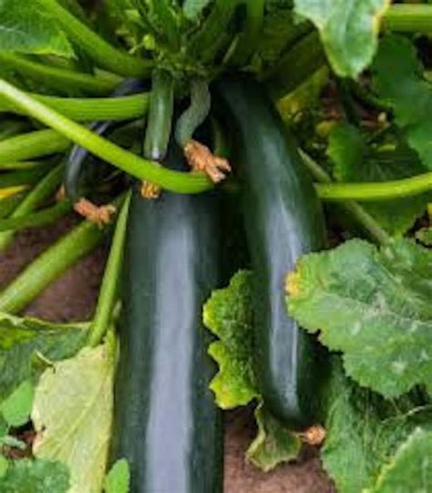 Black Beauty Zucchini 20 seeds | Etsy