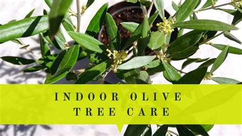 Indoor Olive Trees Care Just In 5 Steps! | Oliviada Olive