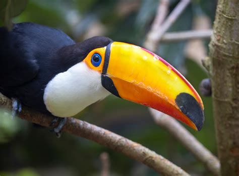 The Difference Between Toucans and Hornbills - Taman Safari Bali