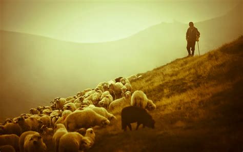 Adventures in Bluegrass and Bible Studies: Shepherds Leading the Flock