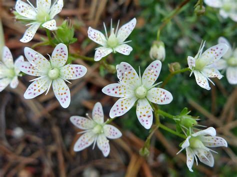 10 Saxifraga bronchialis Seeds, Spotted Saxifrage Seeds, — Seeds And ...