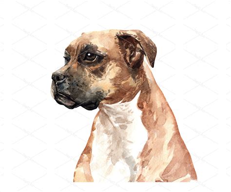 Boxer dog watercolor hand painted Watercolor closeup portrait | Etsy